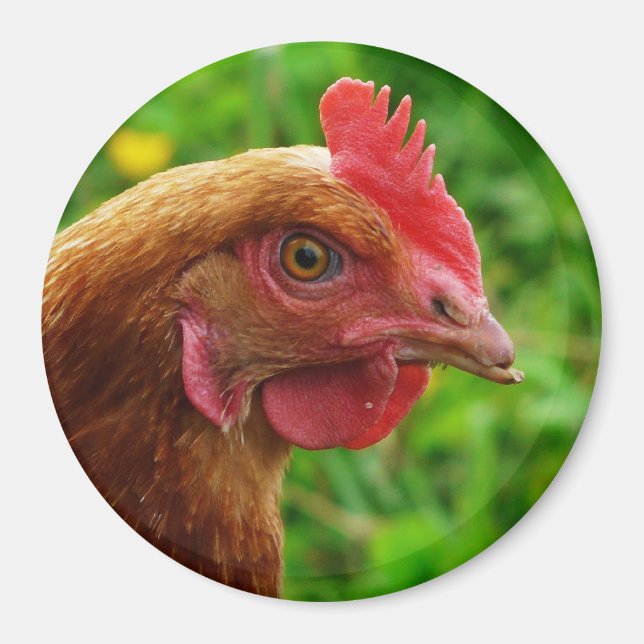 Rhode Island Red Hen Magnet (Front)