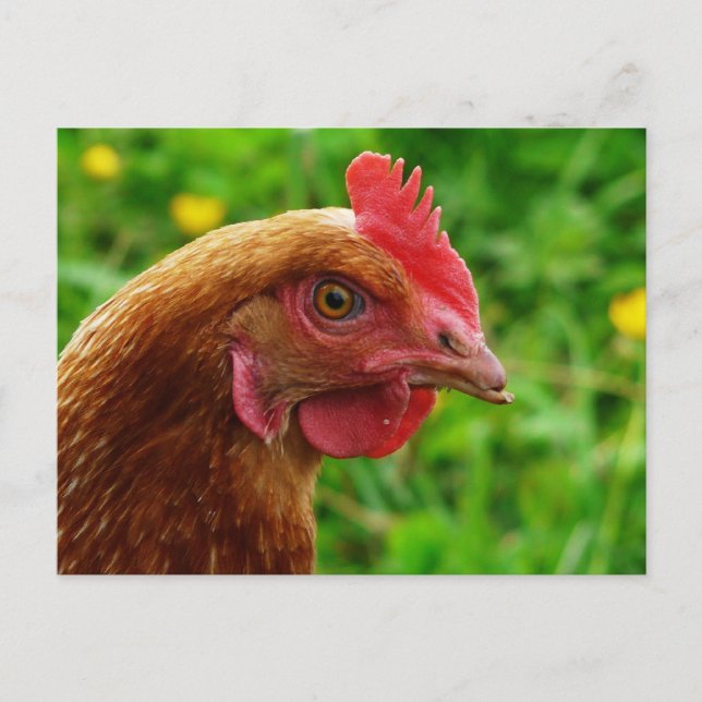 Rhode Island Red Hen Postcard (Front)