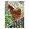 Rhode Island Red Hen