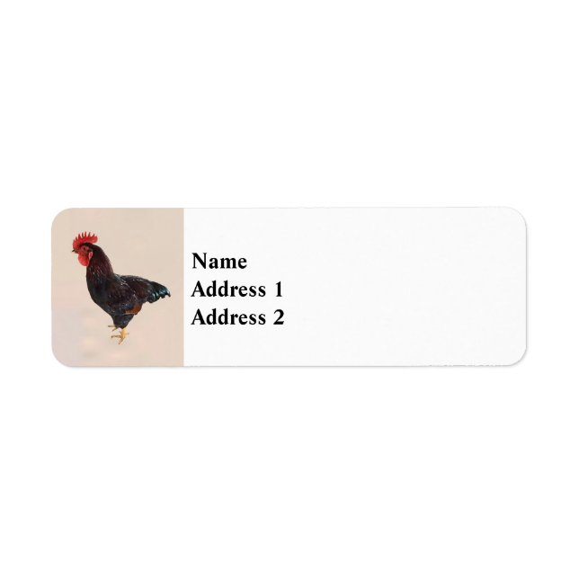 Rhode Island Red Rooster (Front)