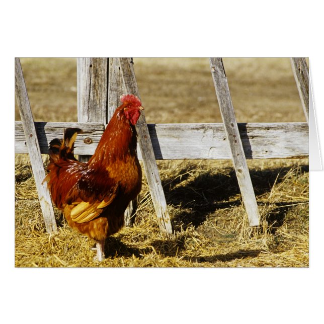 Rhode Island Red Rooster (Front Horizontal)