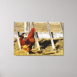 Rhode Island Red Rooster Canvas Print