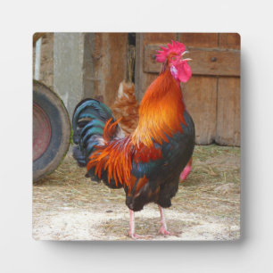 Rhode Island Red Rooster Crowing in Barnyard Plaque