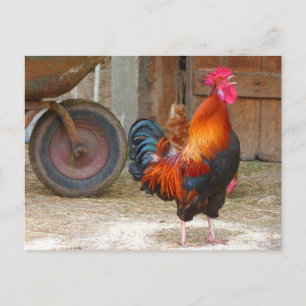 Rhode Island Red Rooster Crowing in Barnyard Postcard