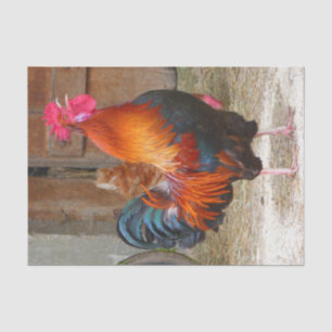 Rhode Island Red Rooster Crowing in Barnyard Tissue Paper