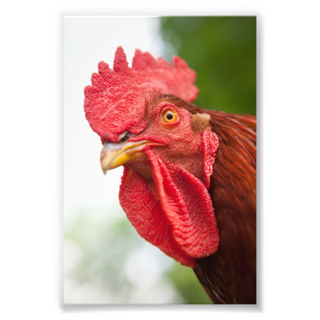 Rhode Island Red Rooster Photo Print (Front)