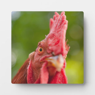 Rhode Island Red Rooster Plaque
