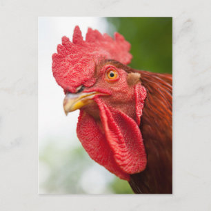 Rhode Island Red Rooster Postcard