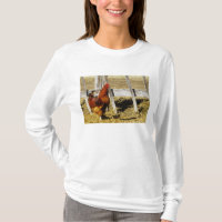 Rhode Island Red Rooster