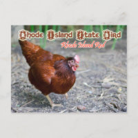 Rhode Island State Bird: Rhode Island Red