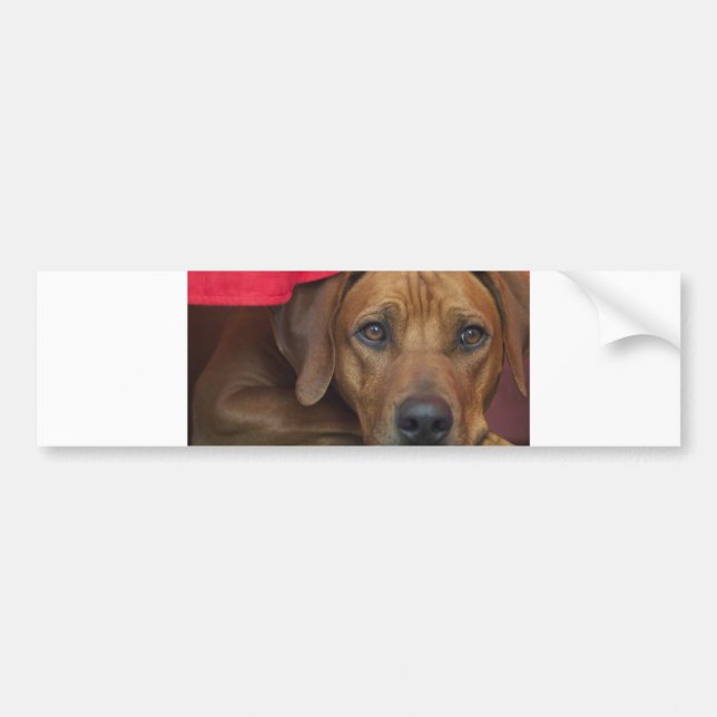 rhodesian-ridgeback bumper sticker (Front)