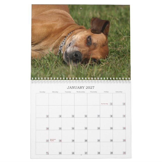 Rhodesian Ridgeback calendar 2011 (Jan 2027)