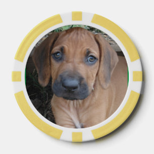 RHODESIAN RIDGEBACK Dog Pet Breed Puppy POKER CHIP