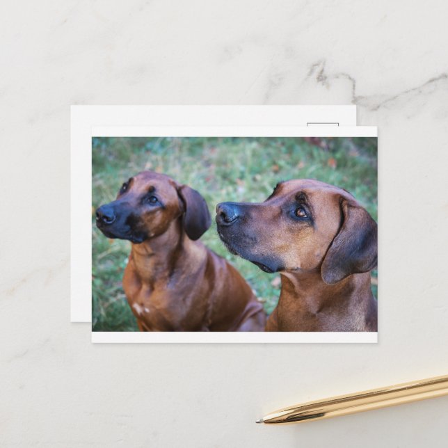 rhodesian-ridgeback-group postcard (Front/Back In Situ)