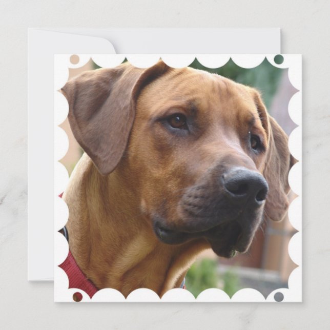 Rhodesian Ridgeback Invitation (Front)