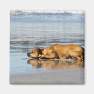 Rhodesian Ridgeback - Is the Water Cold? Magnet