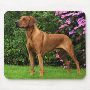 ridgeback gifts