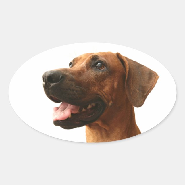 Rhodesian Ridgeback Oval Sticker (Front)