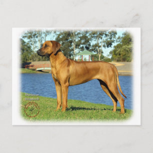 Rhodesian Ridgeback Postcard