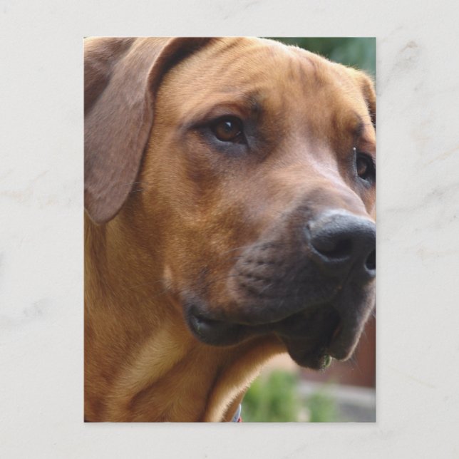 Rhodesian Ridgeback Postcard (Front)