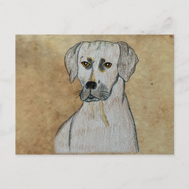 Rhodesian Ridgeback Postcard (Front)