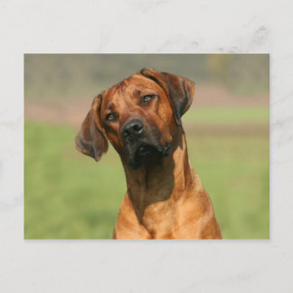 Rhodesian Ridgeback Postcard