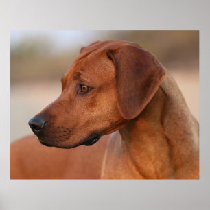 Rhodesian Ridgeback Poster