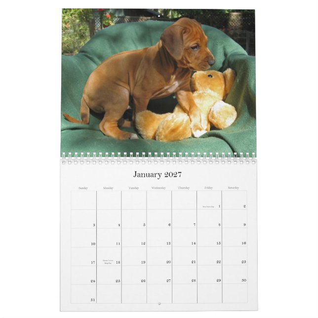 Rhodesian Ridgeback Puppies 2013 Calendar (Jan 2027)