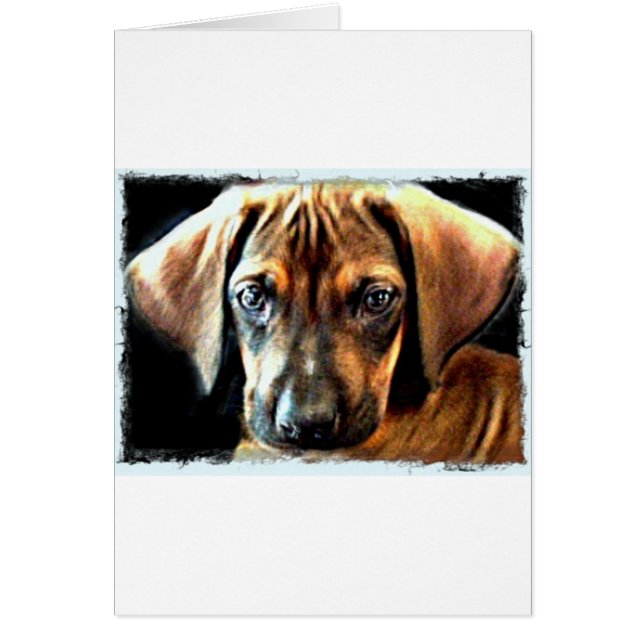 rhodesian ridgeback puppy (Front)