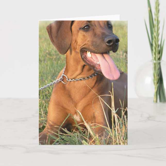 Rhodesian Ridgeback Rescue Greeting Card (Front)