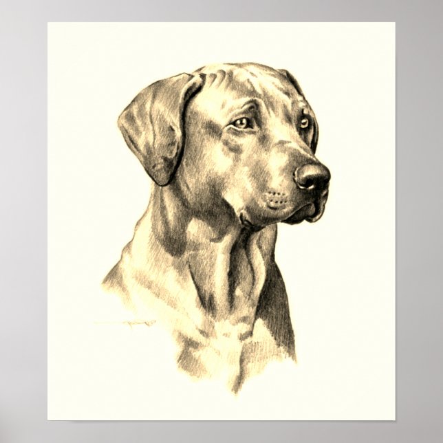 Rhodesian Ridgeback sketch poster (Front)