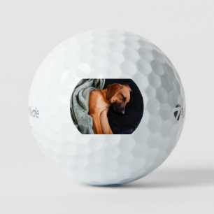 rhodesian-ridgeback-snuggy golf balls