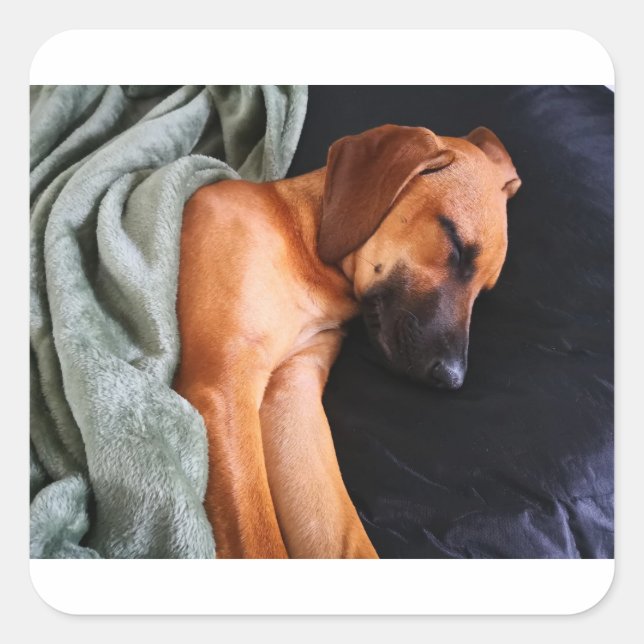 rhodesian-ridgeback-snuggy square sticker (Front)