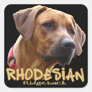 Rhodesian Ridgeback Square Sticker