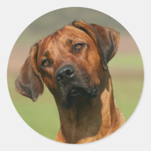Rhodesian Ridgeback sticker
