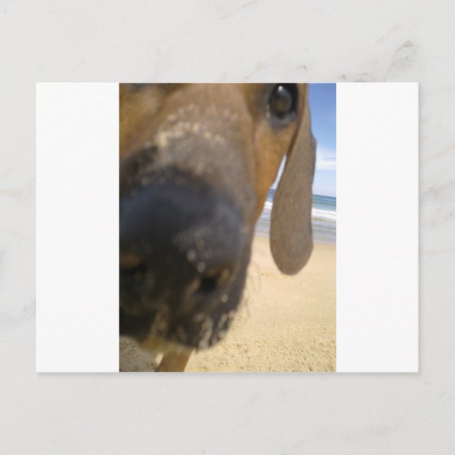 Rhodesian Ridgeback Stuff Postcard (Front)