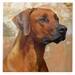 Rhodesian ridgeback tile
