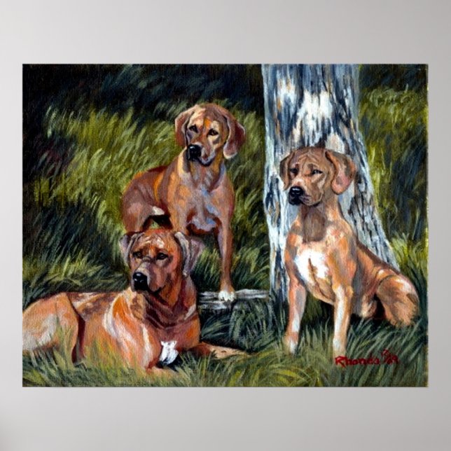 Rhodesian Ridgebacks Dog Portrait Poster (Front)