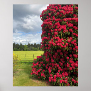 Rhododendron and Scenic View in Scotland Poster