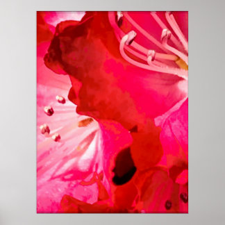 Rhododendron Bloom Poster