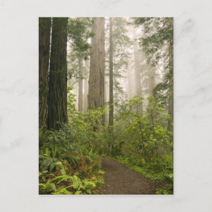 Rhododendron blooming among the Coast Redwoods / Postcard