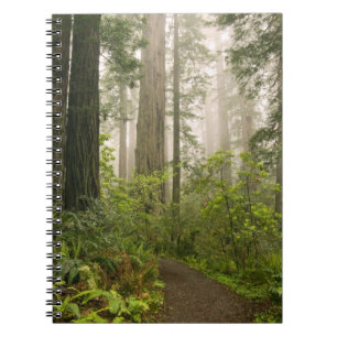Rhododendron blooming among the Coast Redwoods / Spiral Notebook