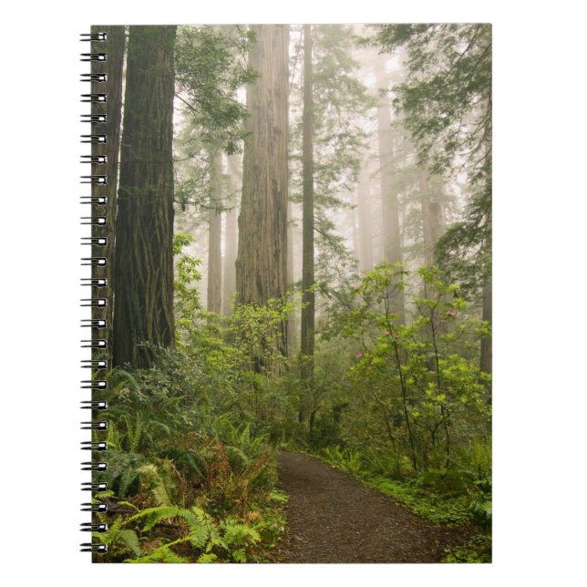 Rhododendron blooming among the Coast Redwoods / Spiral Notebook (Front)