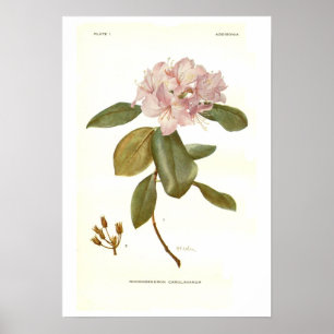 Rhododendron carolinianum poster