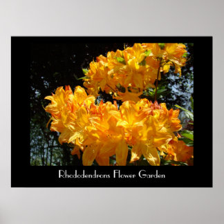 Rhododendron Flower Garden art prints Botanical