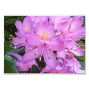 Rhododendron Flower Photo Print