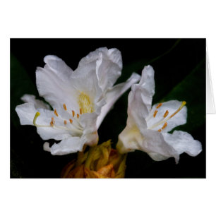 Rhododendron flowers