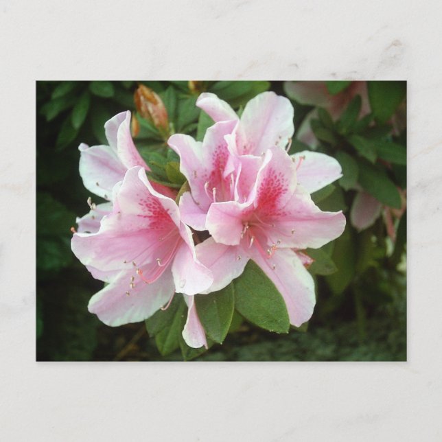 Rhododendron Flowers Postcard (Front)