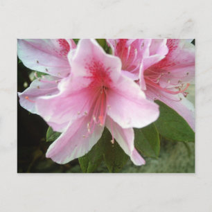 Rhododendron Flowers Postcard