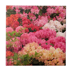 Rhododendron flowers tile